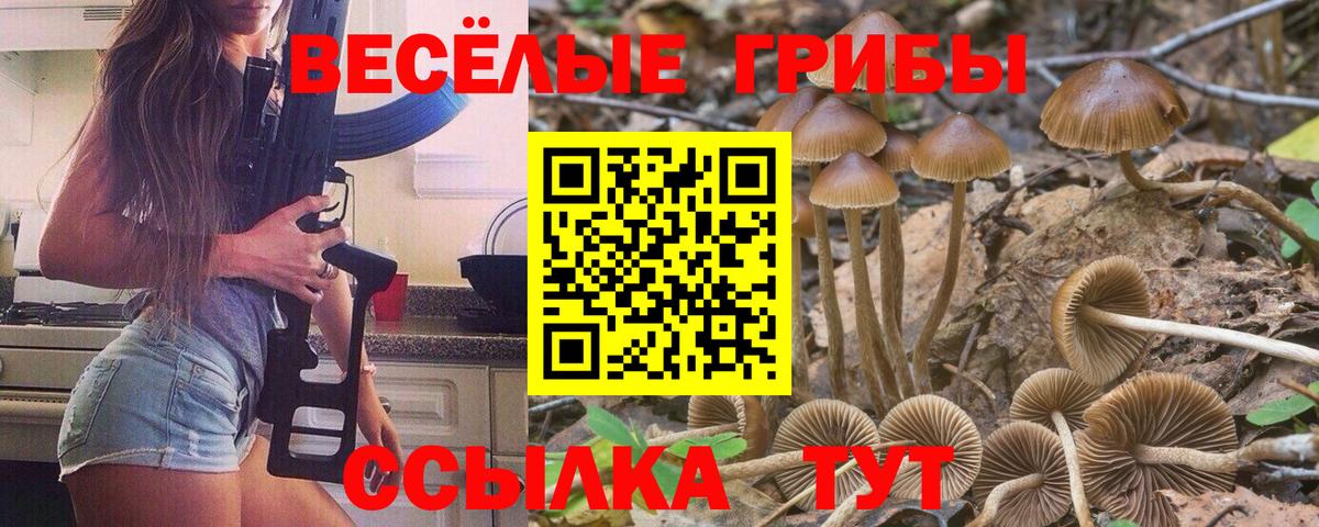 Галлюциногенные грибы Psilocybe Звенигород